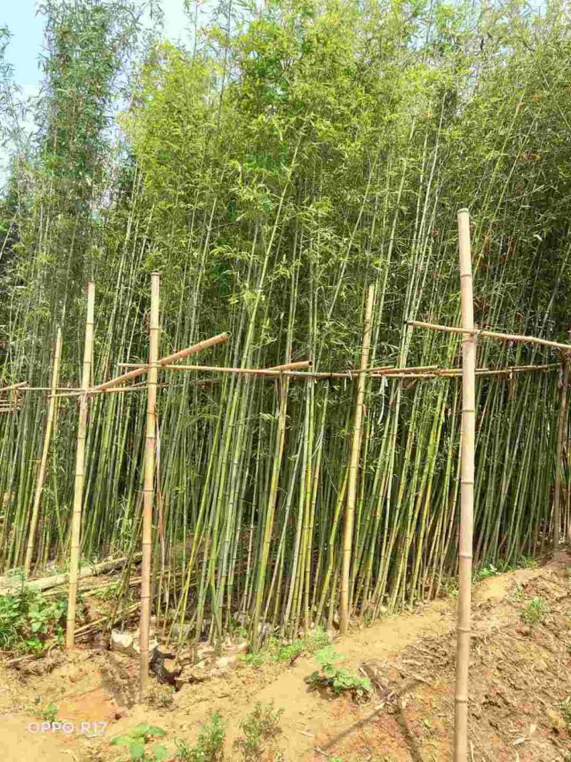 刚竹供应土球苗和无纺布袋苗，产地直销，全国发货