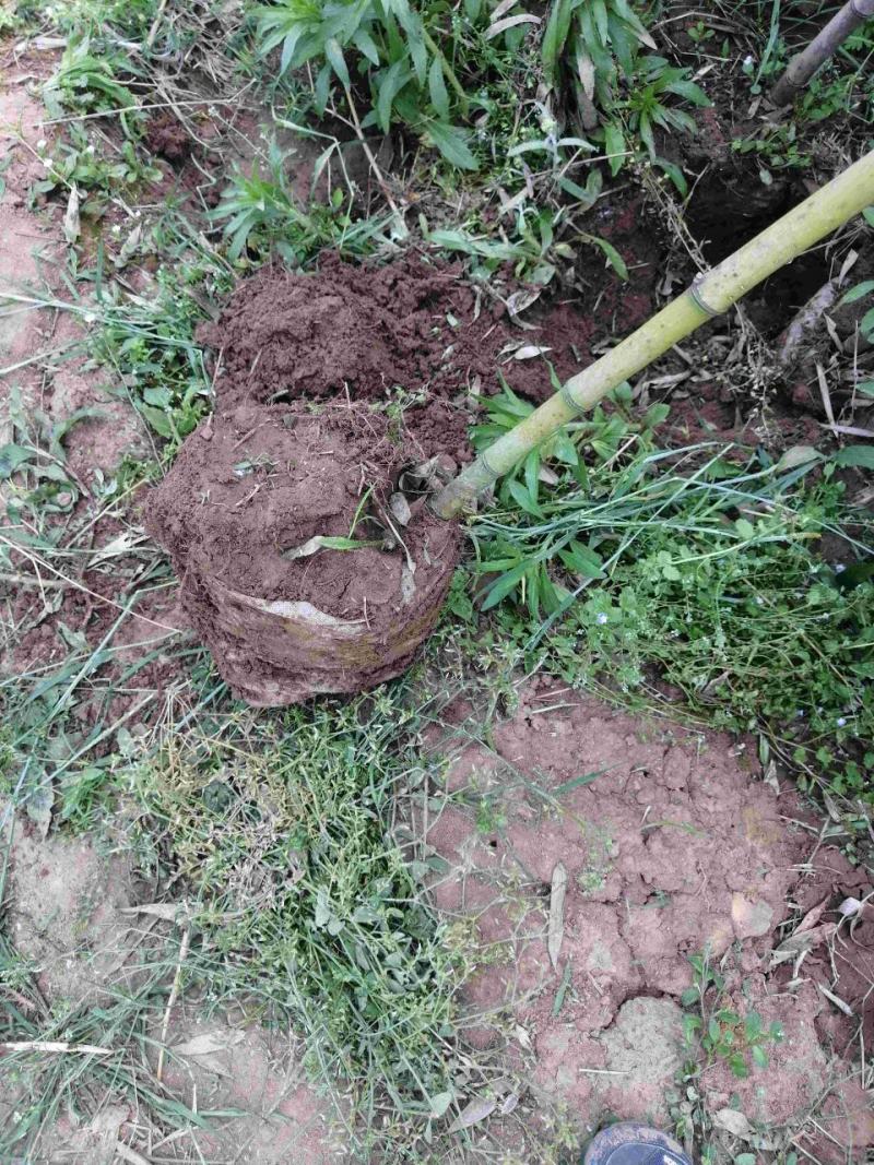 刚竹供应土球苗和无纺布袋苗，产地直销，全国发货
