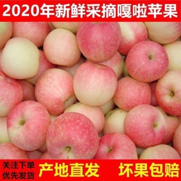 苹果散沙产地直销大量上市诚信代办质量保证