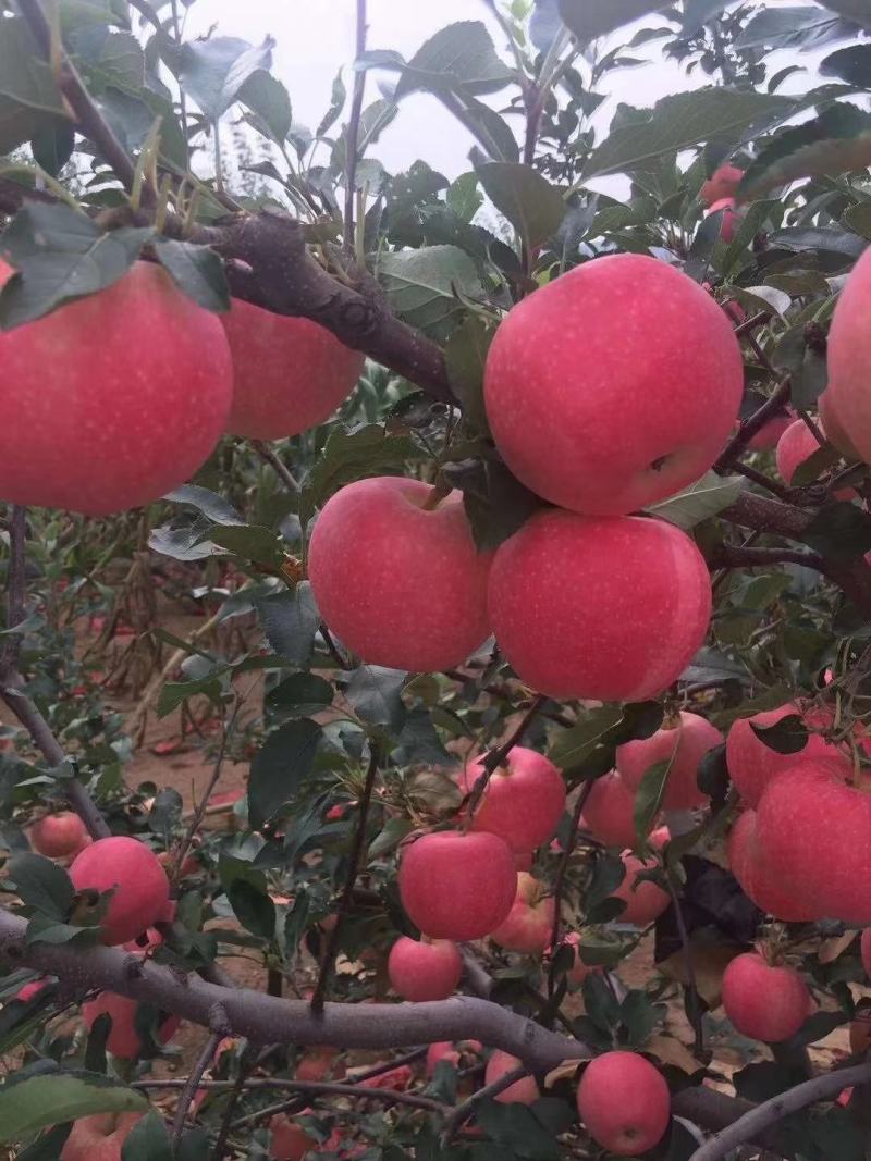 苹果散沙产地直销大量上市诚信代办质量保证