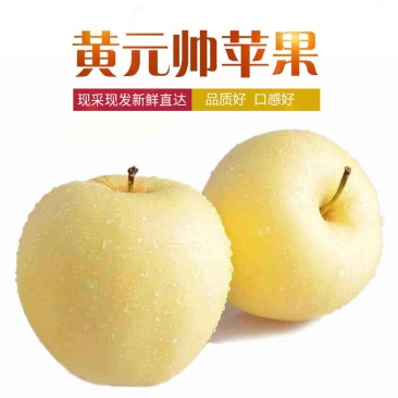 辽西绥中黄元帅正式采摘季～个大～皮毛白大量有货供应～～～