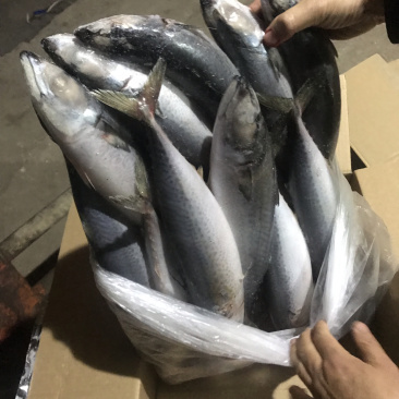 自家鱼船捕捞鲭鱼，可以现场看货