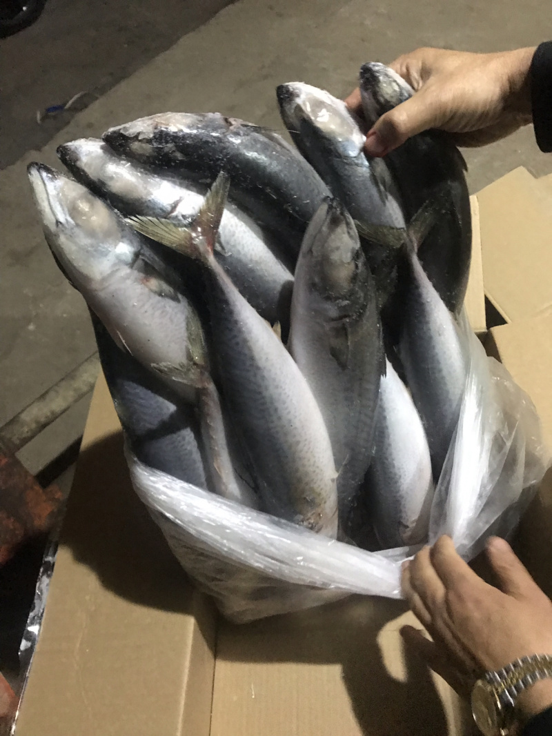 自家鱼船捕捞鲭鱼，可以现场看货
