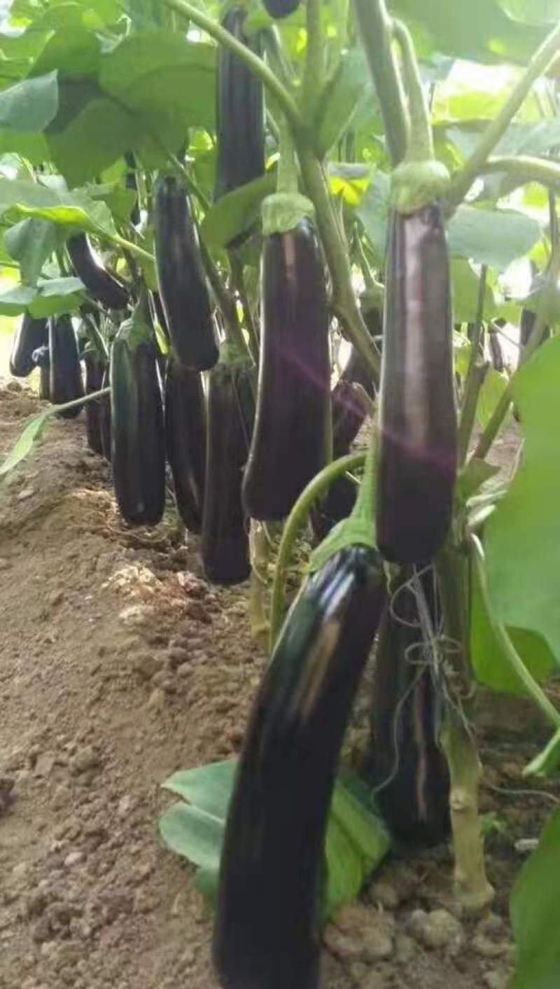 布利塔茄子绿把茄子烧烤茄长征3号9