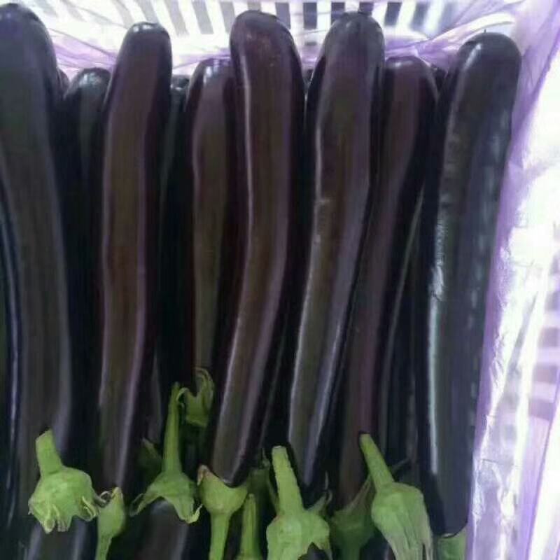 布利塔茄子绿把茄子烧烤茄长征3号9
