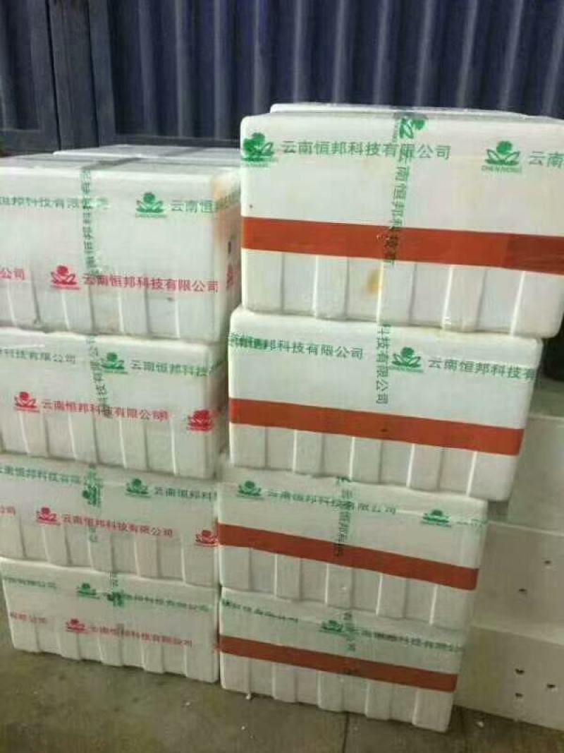 布利塔茄子绿把茄子烧烤茄长征3号9