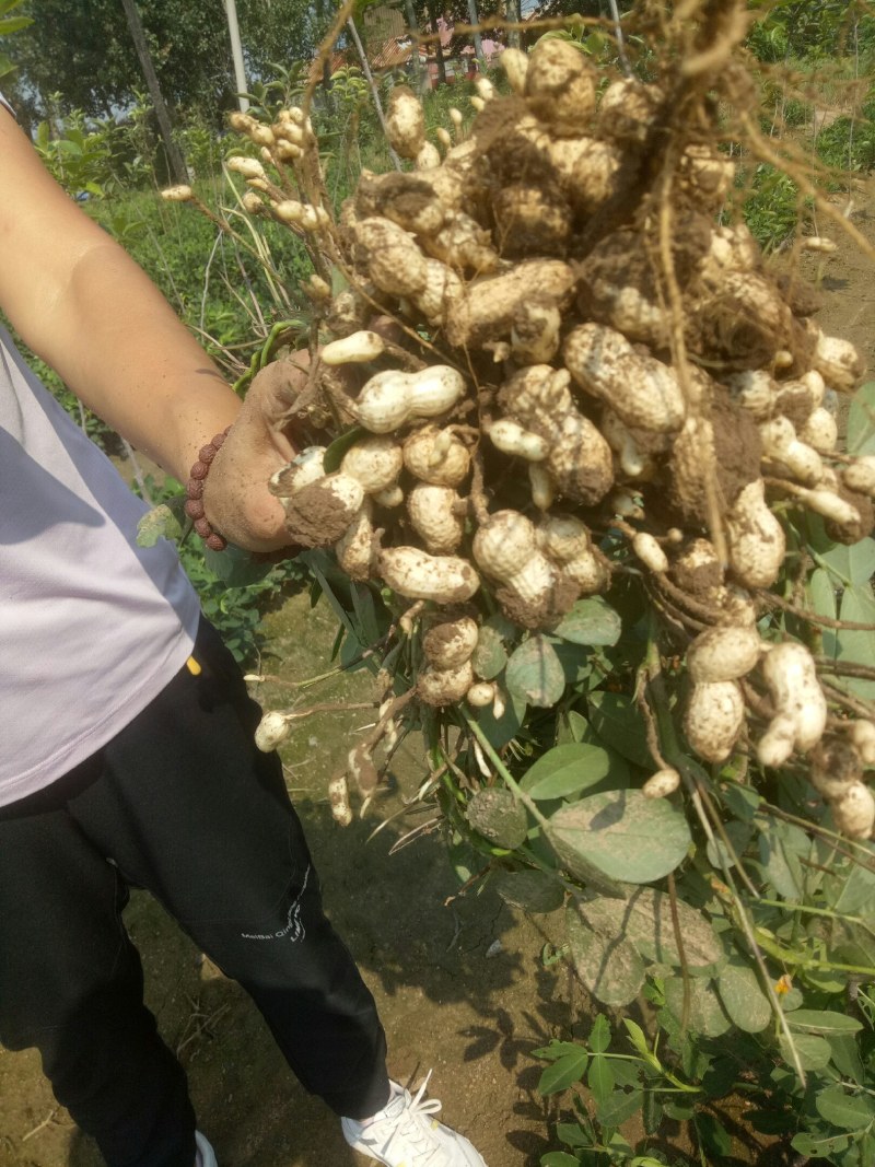 花生：花育917单粒播种，亩产1500斤左右。潍花8号