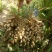 花生：花育917单粒播种，亩产1500斤左右。潍花8号