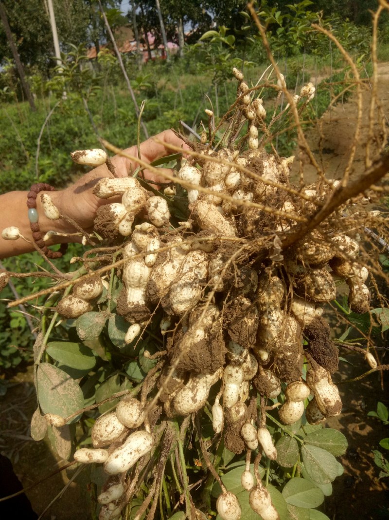 花生：花育917单粒播种，亩产1500斤左右。潍花8号