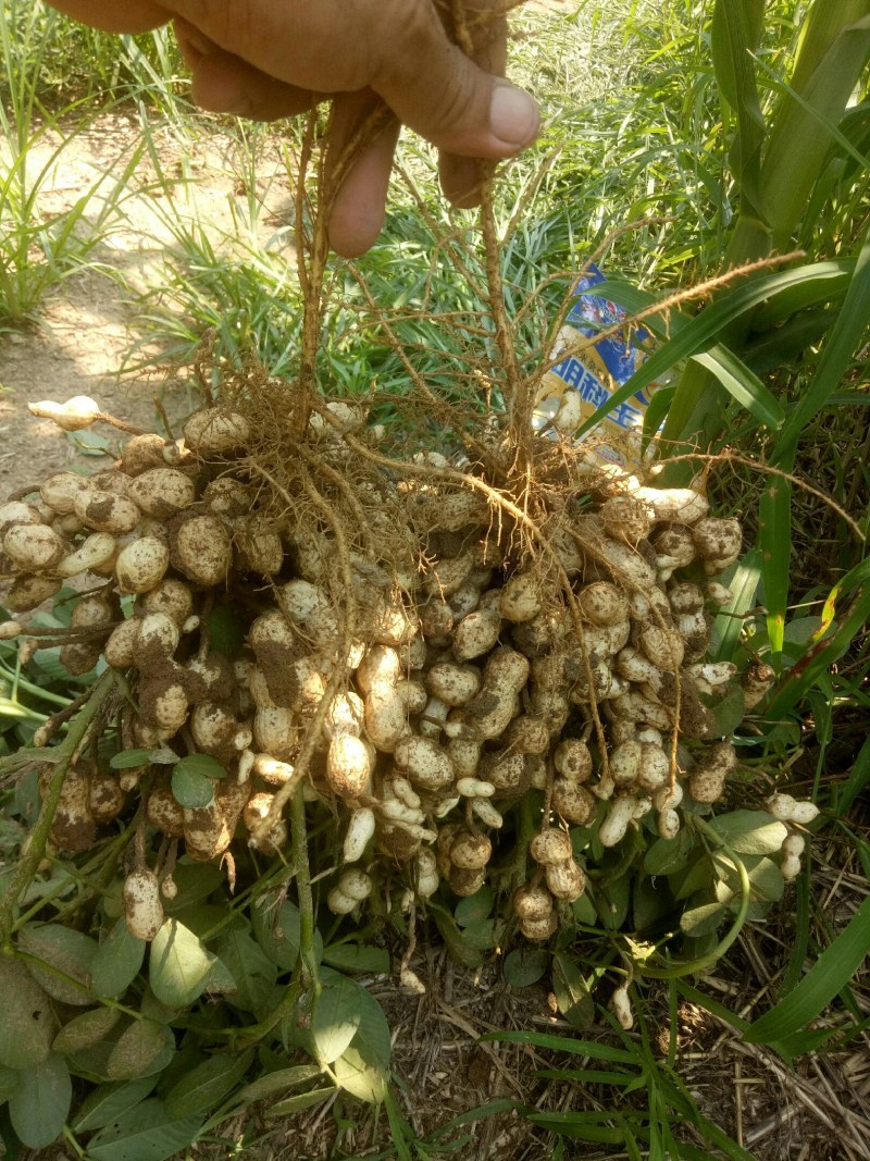 花生：花育917单粒播种，亩产1500斤左右。潍花8号
