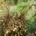 花生：花育917单粒播种，亩产1500斤左右。潍花8号