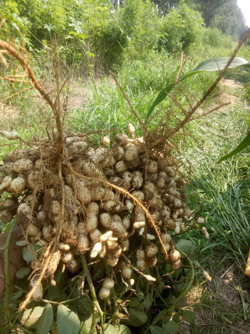 花生：花育917单粒播种，亩产1500斤左右。潍花8号