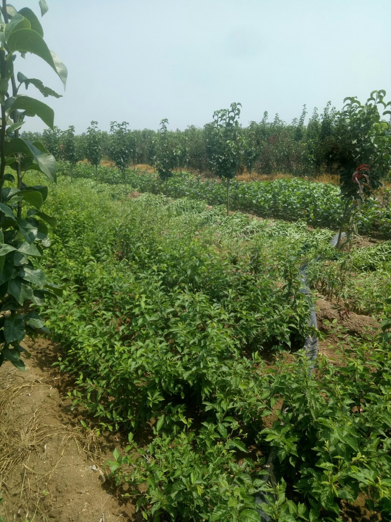 花生：花育917单粒播种，亩产1500斤左右。潍花8号