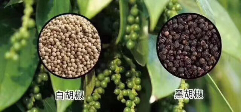 海南胡椒