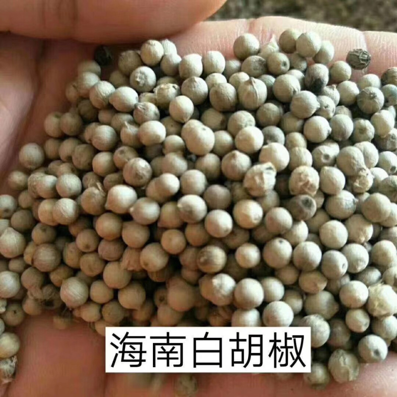 海南胡椒