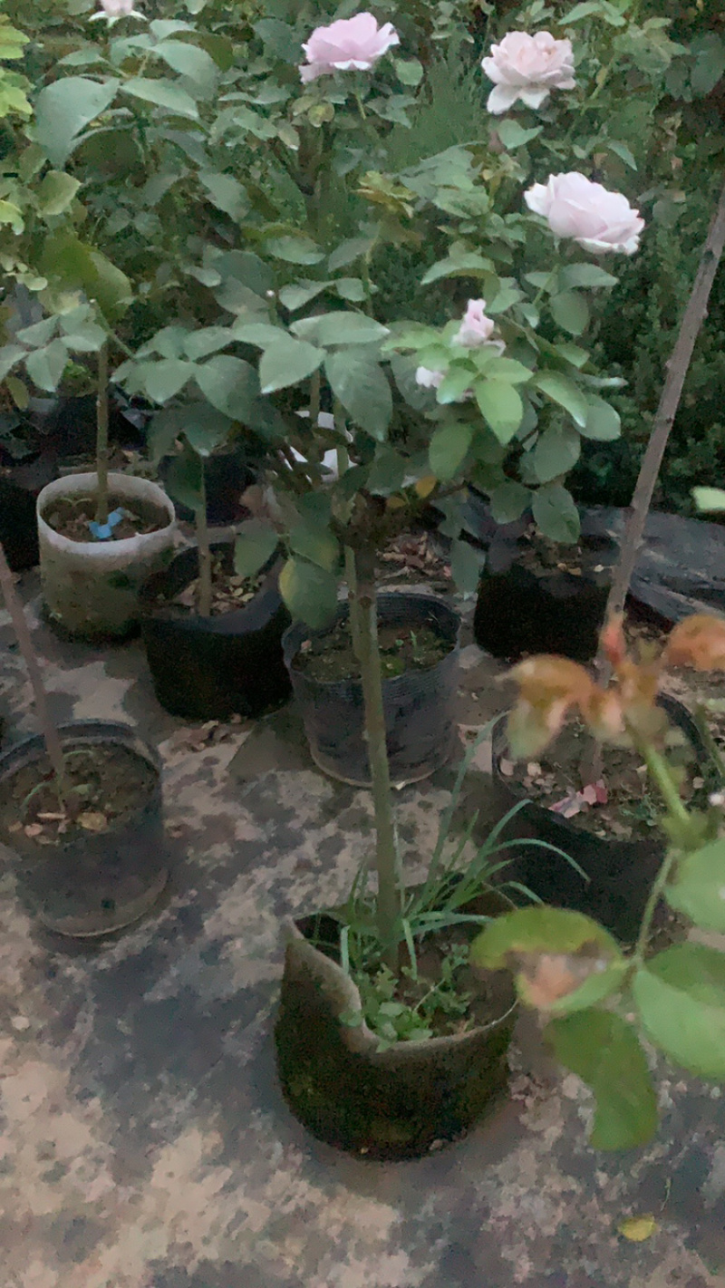 江苏本地树状月季，品种树状月季，欧月月季树状