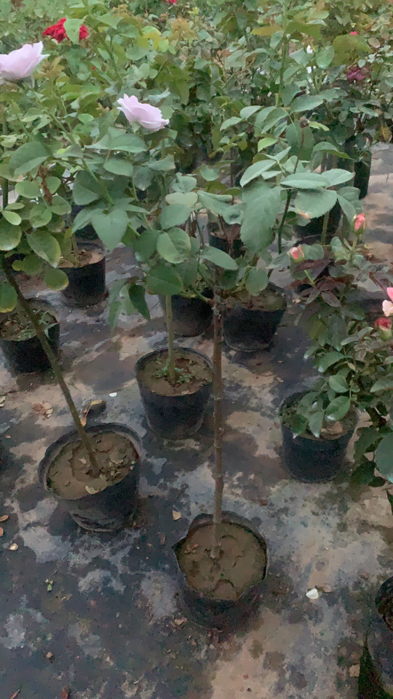 江苏本地树状月季，品种树状月季，欧月月季树状