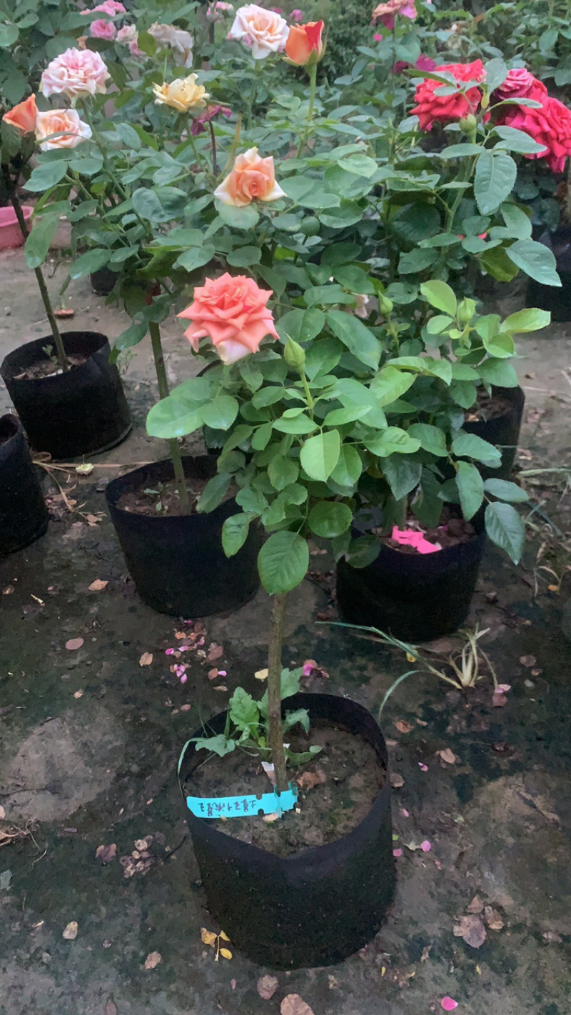 江苏本地树状月季，品种树状月季，欧月月季树状
