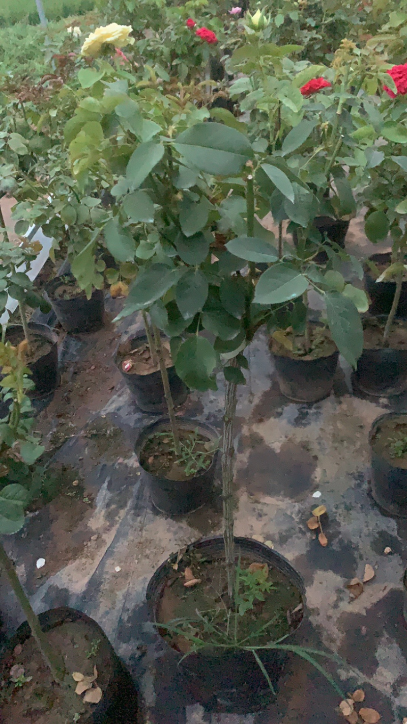 江苏本地树状月季，品种树状月季，欧月月季树状