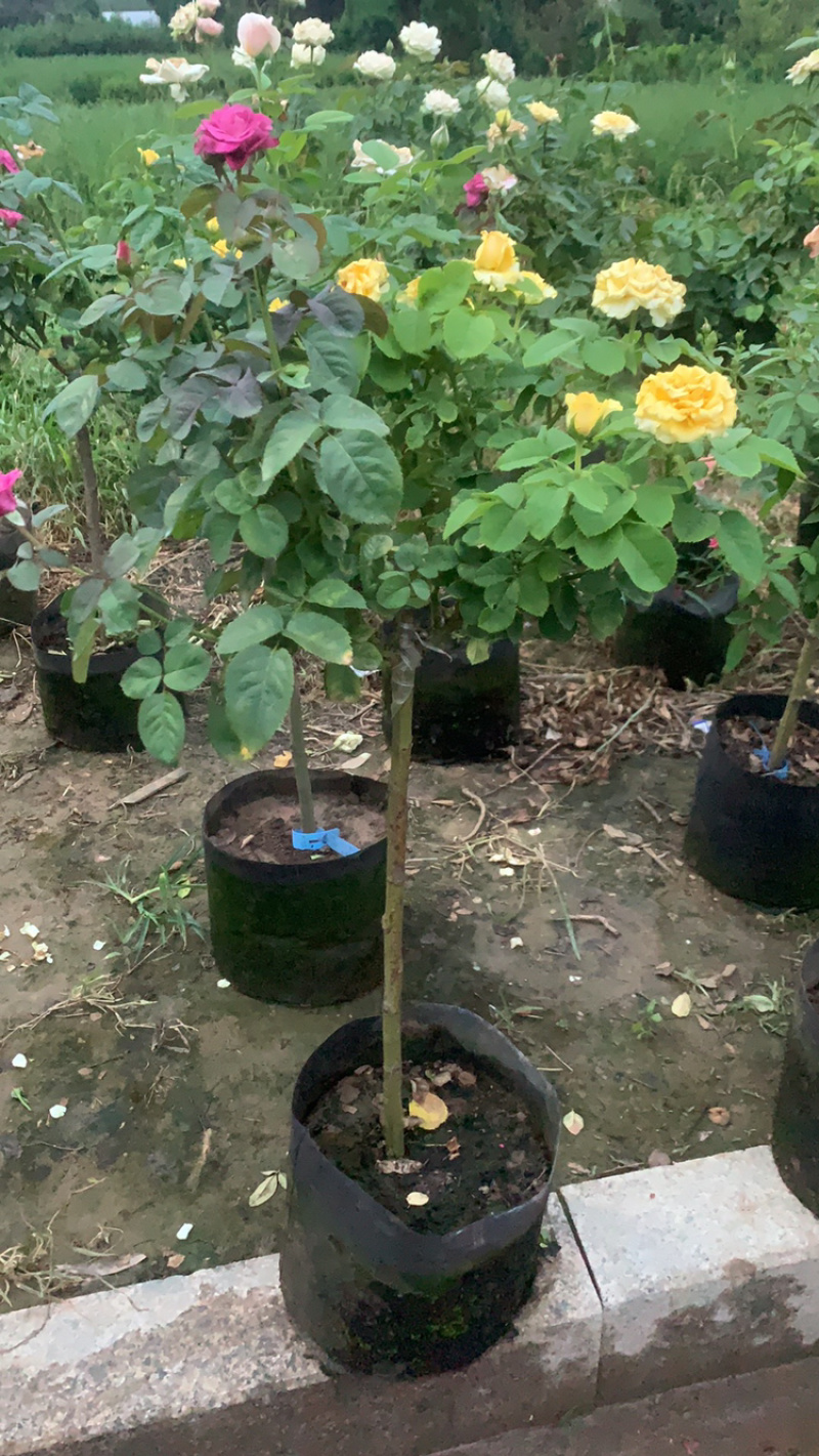 江苏本地树状月季，品种树状月季，欧月月季树状