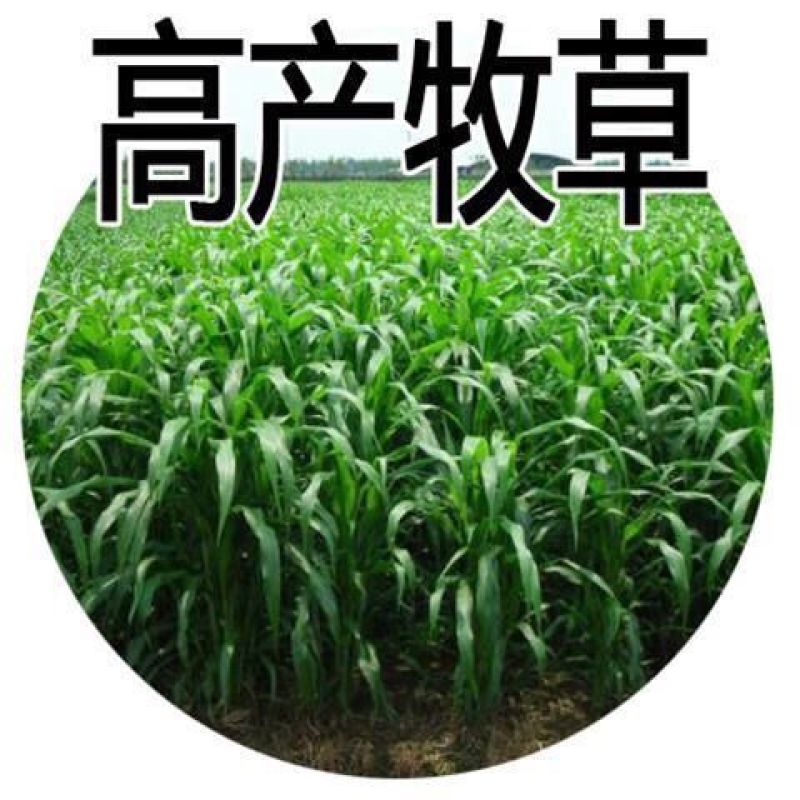 进口牧草种子大力士甜高粱种子饲用甜高粱草籽猪牛羊高产牧草