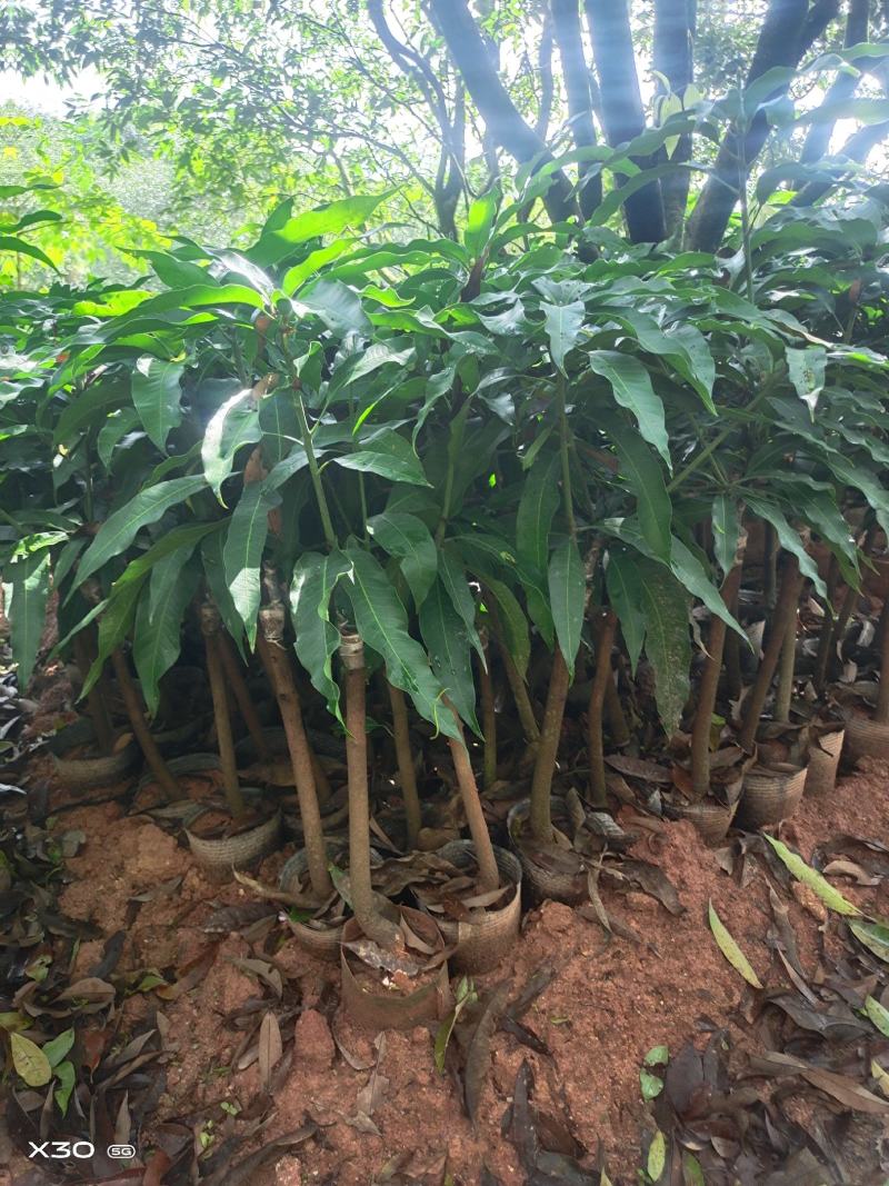 品种:金煌芒果苗，红贵妃芒果苗，台农芒果苗等，可视频看货