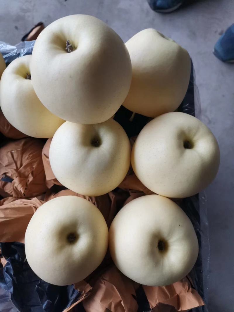 冷库黄元帅，75m大量上市。皮毛亮。果个大。