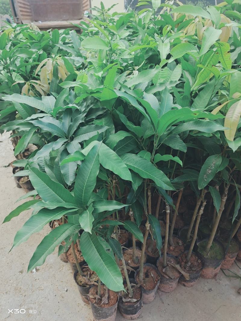 品种:金煌芒果苗，红贵妃芒果苗，台农芒果苗等，可视频看货