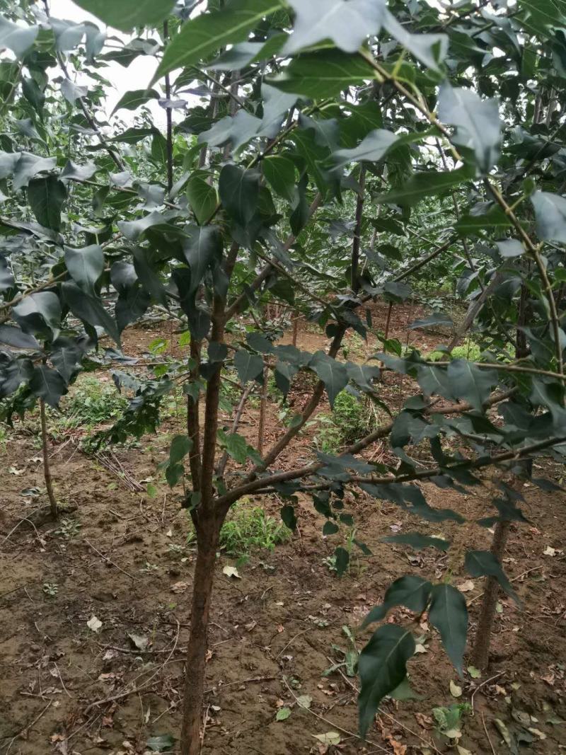暴马丁香暴马丁香价格暴马丁香产地暴马丁香树形优美