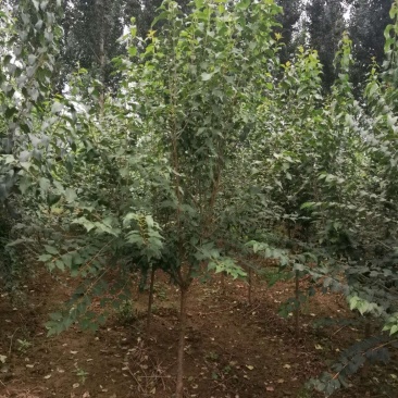 暴马丁香暴马丁香价格暴马丁香产地暴马丁香树形优美