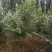 暴马丁香暴马丁香价格暴马丁香产地暴马丁香树形优美