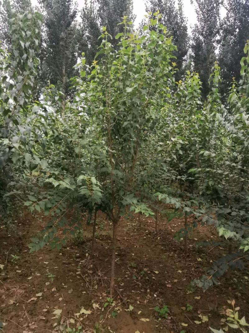 暴马丁香暴马丁香价格暴马丁香产地暴马丁香树形优美