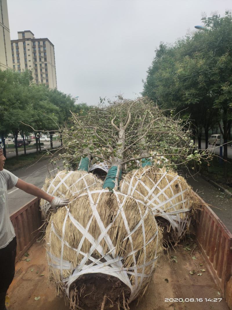 暴马丁香暴马丁香价格暴马丁香产地暴马丁香树形优美