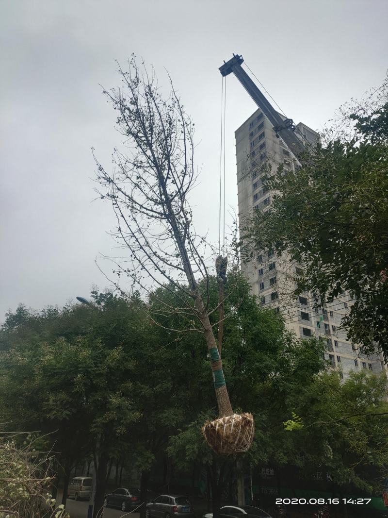 暴马丁香暴马丁香价格暴马丁香产地暴马丁香树形优美