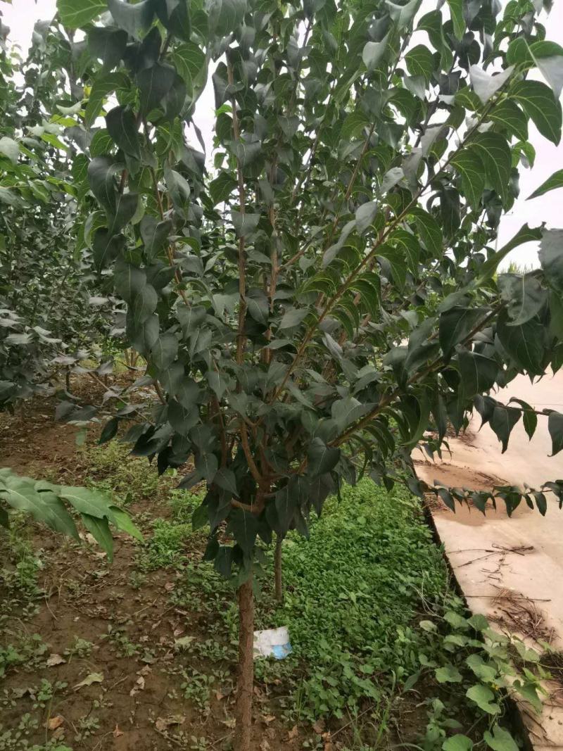 暴马丁香暴马丁香价格暴马丁香产地暴马丁香树形优美