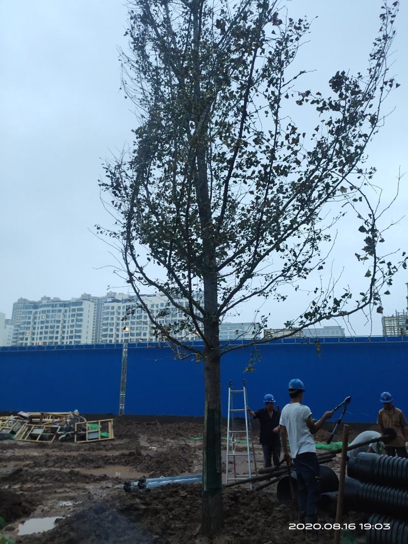 暴马丁香暴马丁香价格暴马丁香产地暴马丁香树形优美