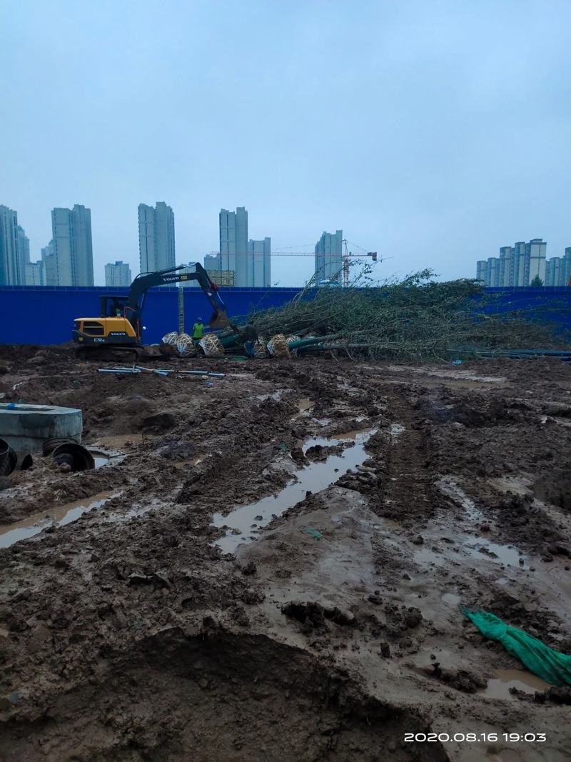 暴马丁香暴马丁香价格暴马丁香产地暴马丁香树形优美