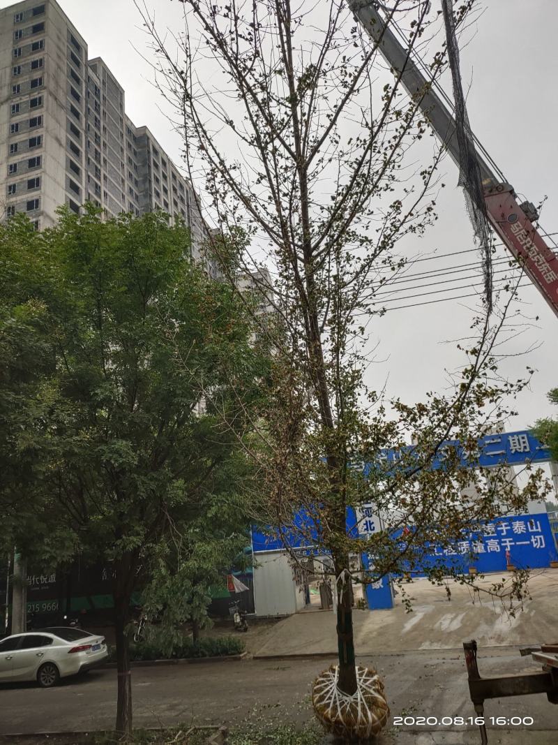 暴马丁香暴马丁香价格暴马丁香产地暴马丁香树形优美