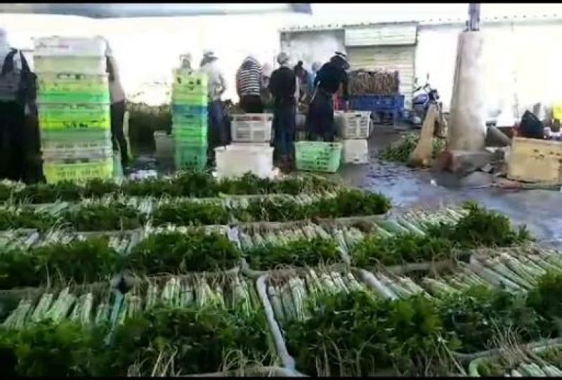 高原夏菜质量好颜色正有需要的联系我