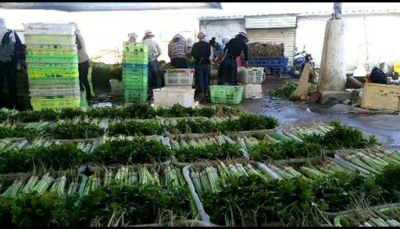 高原夏菜质量好颜色正有需要的联系我