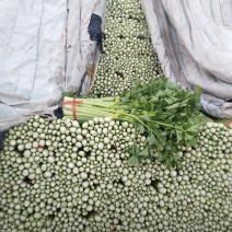 高原夏菜质量好颜色正有需要的联系我