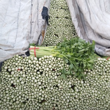 高原夏菜质量好颜色正有需要的联系我