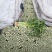高原夏菜质量好颜色正有需要的联系我