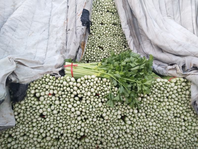 高原夏菜质量好颜色正有需要的联系我