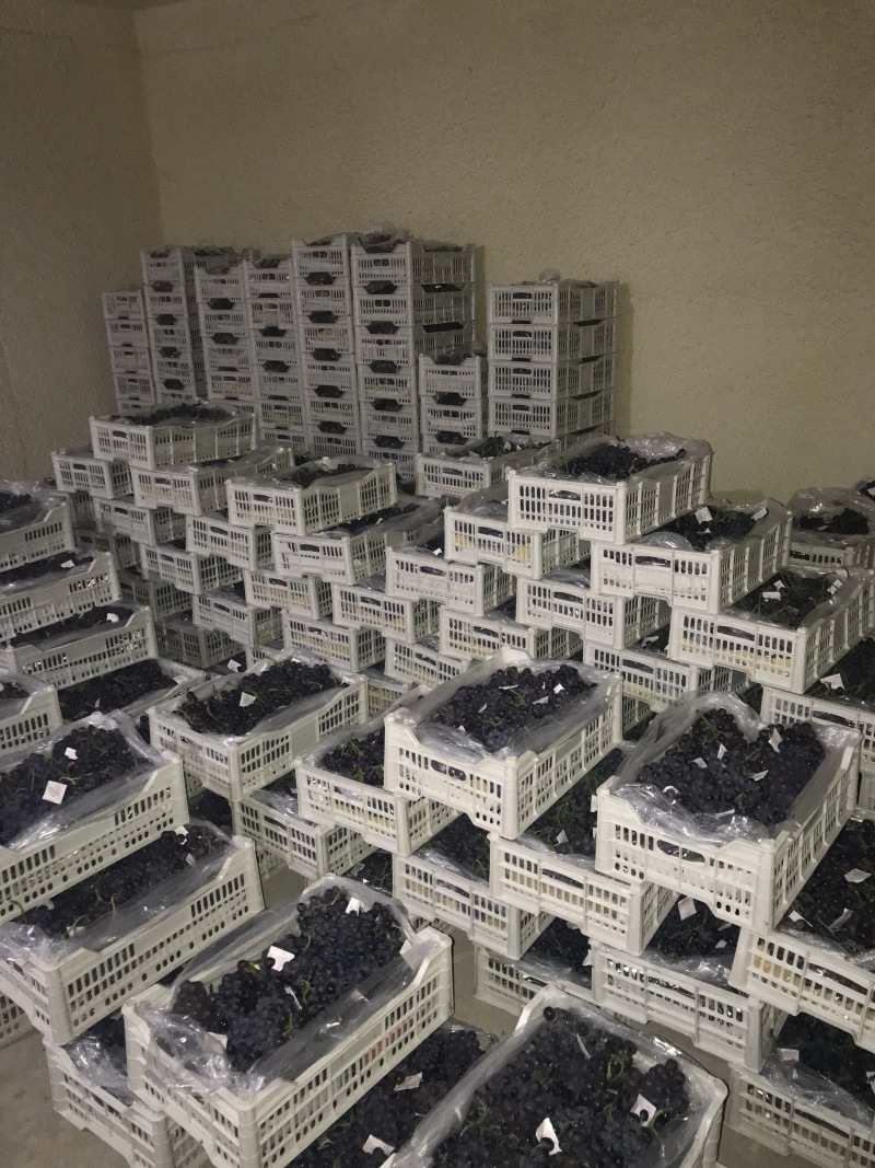 职业代办茶淀玫瑰香葡萄当地有实体店万亩园林出货稳定！
