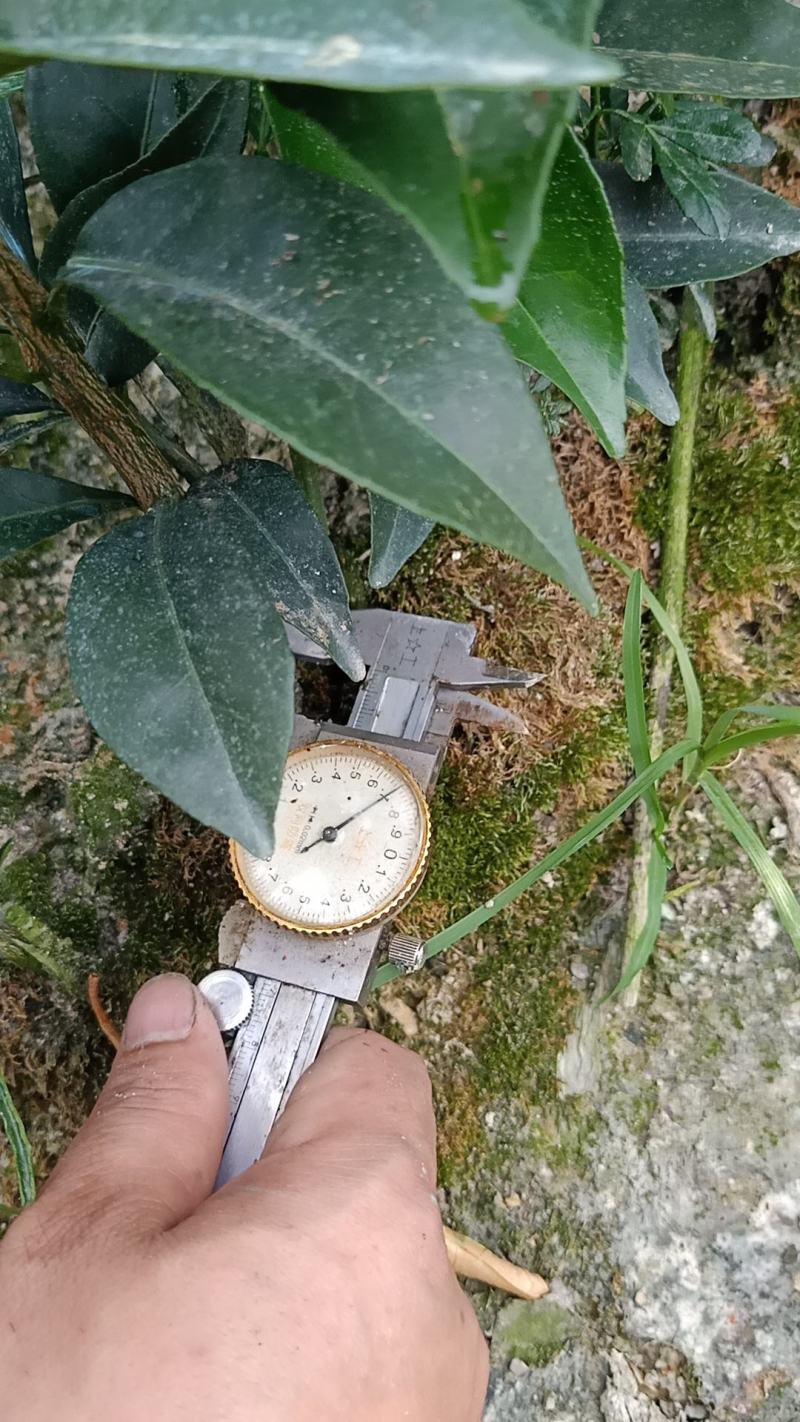 柑橘苗，明日见苗，甘平苗