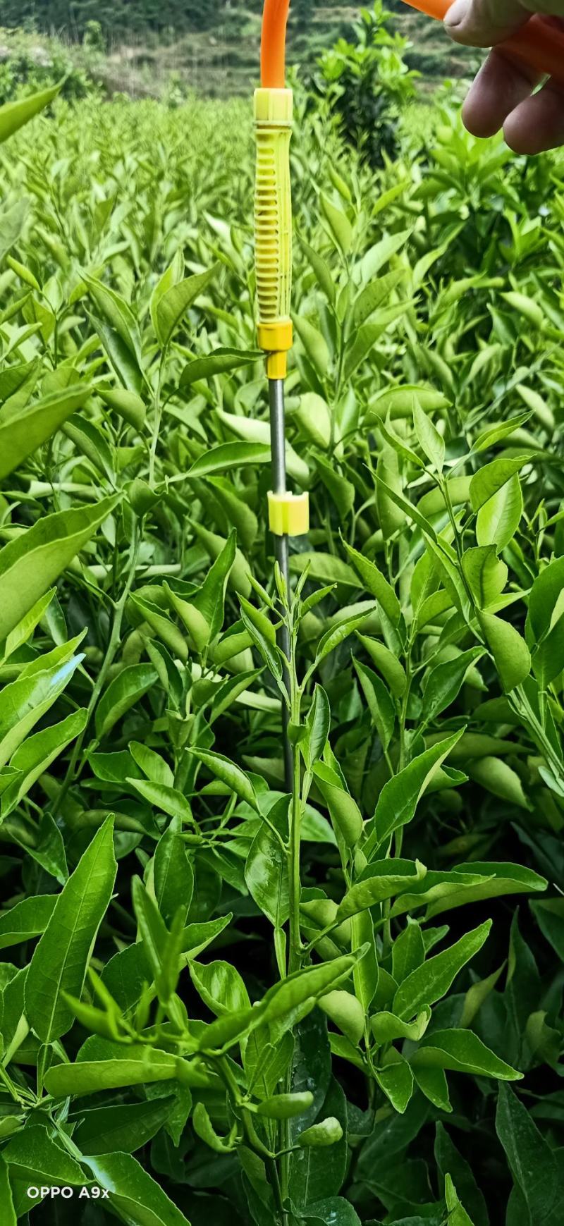 柑橘苗，明日见苗，甘平苗