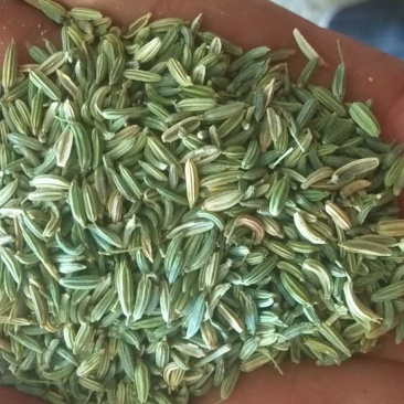 甘肃酒泉新季纯绿小茴香