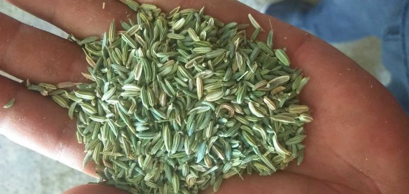 甘肃酒泉新季纯绿小茴香