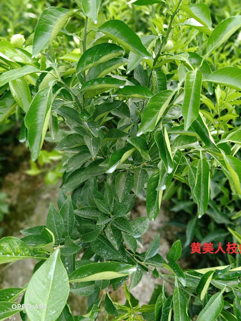柑橘苗，明日见苗，甘平苗